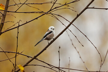 Long-tailed tit (Aegithalos caudatus) sitting on a branch in fall.