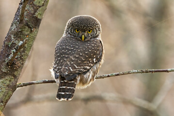 Eurasian pygmy owl (Glaucidium passerinum) sitting on  a branch in the forest backlit.