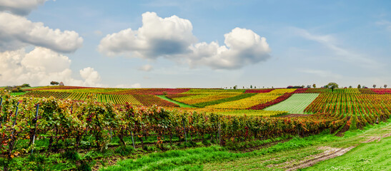 Beautiful vineyard with the colors of autumn. vast plantation of grape in Rhineland Palatinate. Famous vine region of Germany