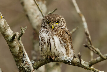 Eurasian pygmy owl (Glaucidium passerinum) sitting on a branch in the forest in fall.
