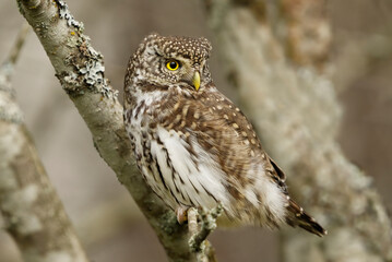 Eurasian pygmy owl (Glaucidium passerinum) sitting on a branch looking back in fall.