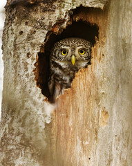 Eurasian pygmy owl (Glaucidium passerinum) peeking from the tree hole.