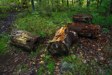 Logs in the heart of the forest