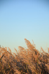 beautiful golden hours landscape photography, dry reed grass and blue sky