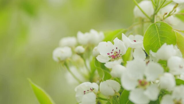 Pear blossom in spring for background. Branch with white flowers in spring bloom. Close up.