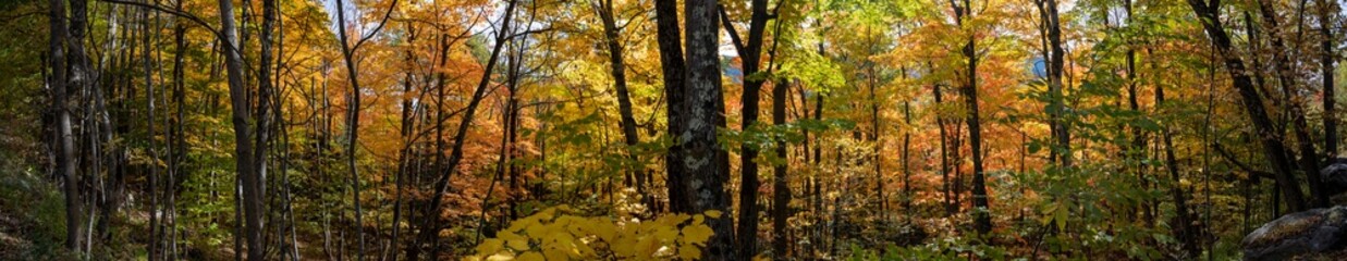 Panoramic view of a forest in autumn in the Adirondacks mountains