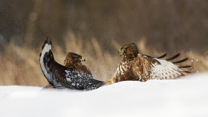 Two common buzzard, buteo buteo, fighting on snow in winter nature. Pair of birds of prey in battle...