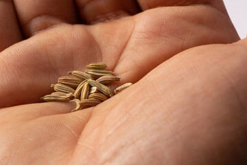 dried fennel seeds in hand