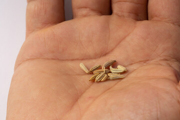 dried fennel seeds in hand