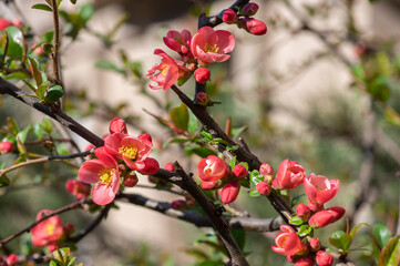 Chaenomeles japonica japanese maules quince flowering shrub, beautiful pink flowers in bloom on...