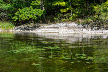 Reflection on the water at the edge of a forest