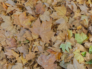 Close up of a pile of autumn leaves
