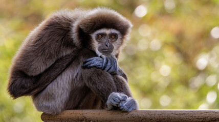 Gibbon Affe