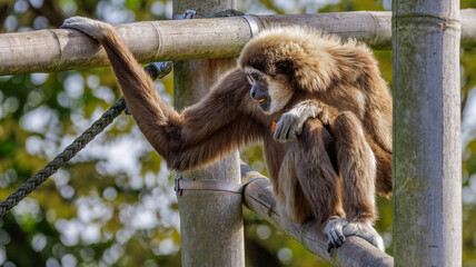 Gibbon Affe