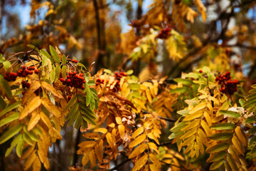Beautiful green, yellow and red plants. Golden autumn in the forest.
