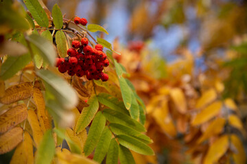 Beautiful green, yellow and red plants. Golden autumn in the forest.