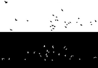 A flock of flying birds isolated from the background. A set of flocks of birds on white and black backgrounds. Overlay effect by inversion.