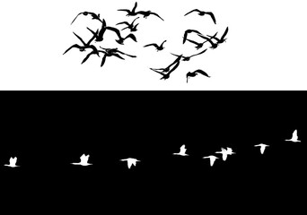 A flock of flying birds isolated from the background. A set of flocks of birds on white and black backgrounds. Overlay effect by inversion.