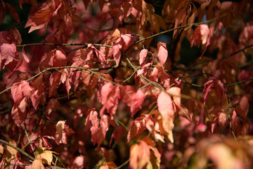Beautiful green, yellow and red plants. Golden autumn in the forest.