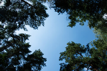 Autumn forest. Old trees along the path.