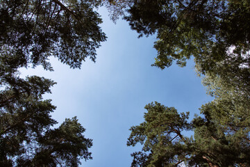 Autumn forest. Old trees along the path.
