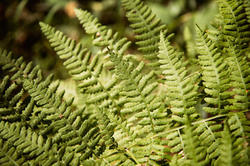 Fern in the forest. Beautiful green plant.