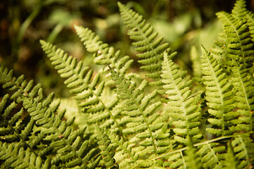 Fern in the forest. Beautiful green plant.
