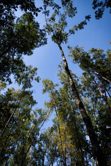 Autumn forest. Old trees along the path.