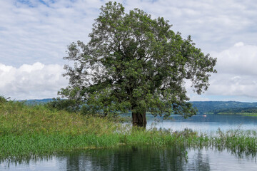 Árbol en las orillas del Lago Arenal en la región de La Fortuna en Costa Rica