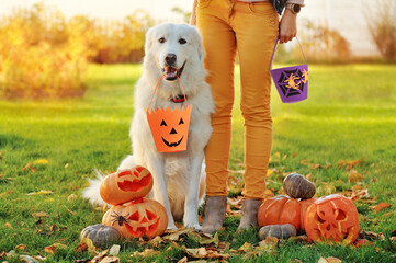 Dog with owner playing trick or treat for Halloween