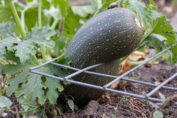 A zucchini that grew through a chain link fence. one fresh ripe green zucchini on the garden bed.