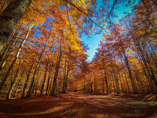 View of pathway in the autumn beech forest during autumn season at Monte Livata, Simbruini Mountains near Subiaco, Lazio, Italy