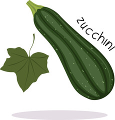 Vector illustration of a ripe green zucchini with a half of a vegetable, slices and the inscription 