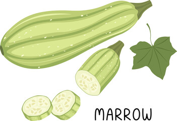 Vector illustration of a ripe marrow with a half of a vegetable, slices and the inscription 