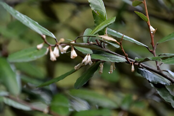 筒状の萼が花びらのように見えるナワシログミの花