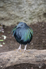 The Nicobar pigeon (Caloenas nicobarica), tropical bird native to the Andaman and Nicobar Islands