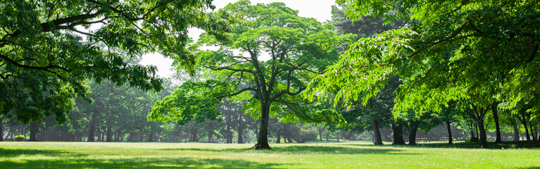 Fototapeta premium green tree