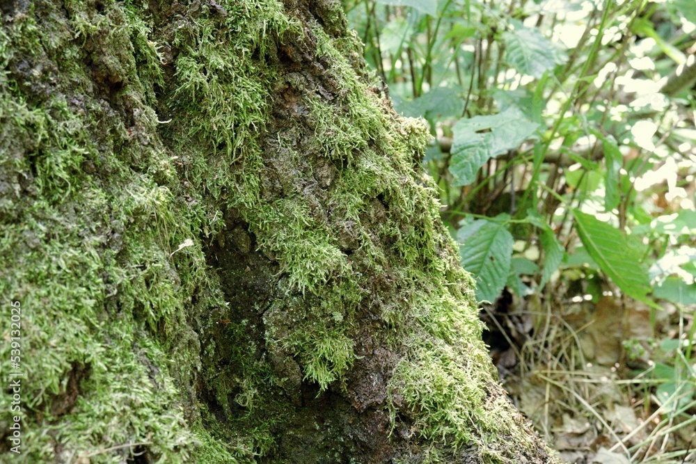 Poster close-up of a tree trunk covered in moss in a forest