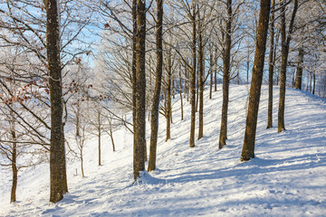 Winter woodland with snow and frost