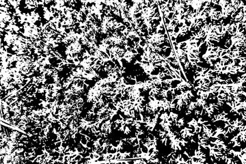 Grunge texture of moss yagel close-up. Moss yagel in black and white. Texture with noise, grit, dirt, dots. Vector illustration. Overlay template.