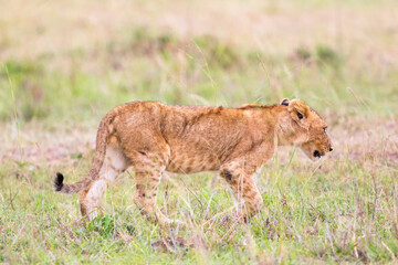 Lonely Lion Cub on the savanna