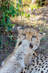Close up of a Cheetah looking at her cub
