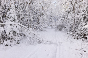 Snowy tree branches hanging over the ski tracks