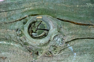 Tree Bark Texture From the British Countryside