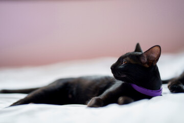 A black cat lies on a white bed and looks to the side.