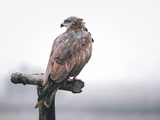 Milvus migrans