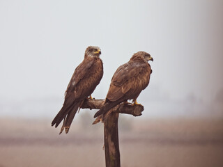 Milvus migrans