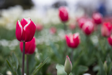 Obraz premium Tulips