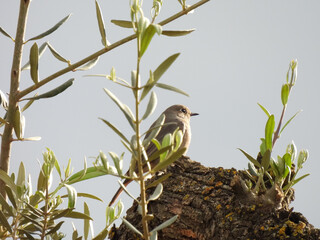 Phoenicurus ochruros