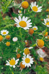 daisies in the garden